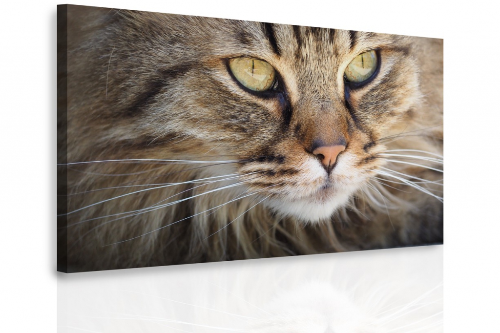 Obraz - Kočičí oči Velikost: 120x80 cm
