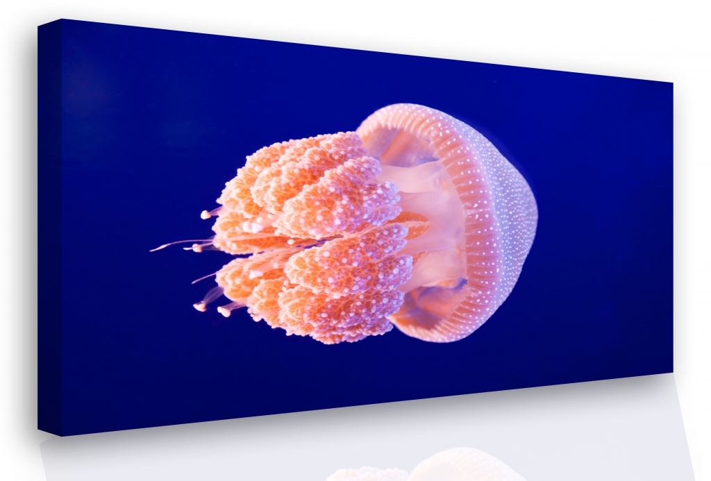 Obraz - medúza Velikost: 90x60 cm