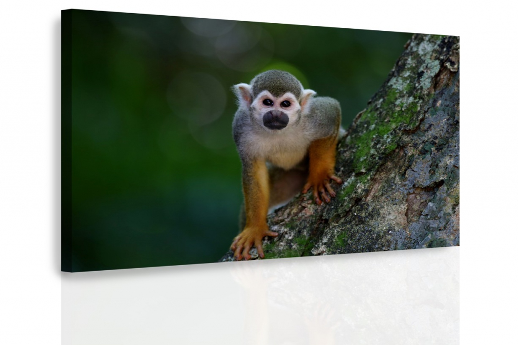 Obraz - Opička na stromě Velikost: 90x60 cm