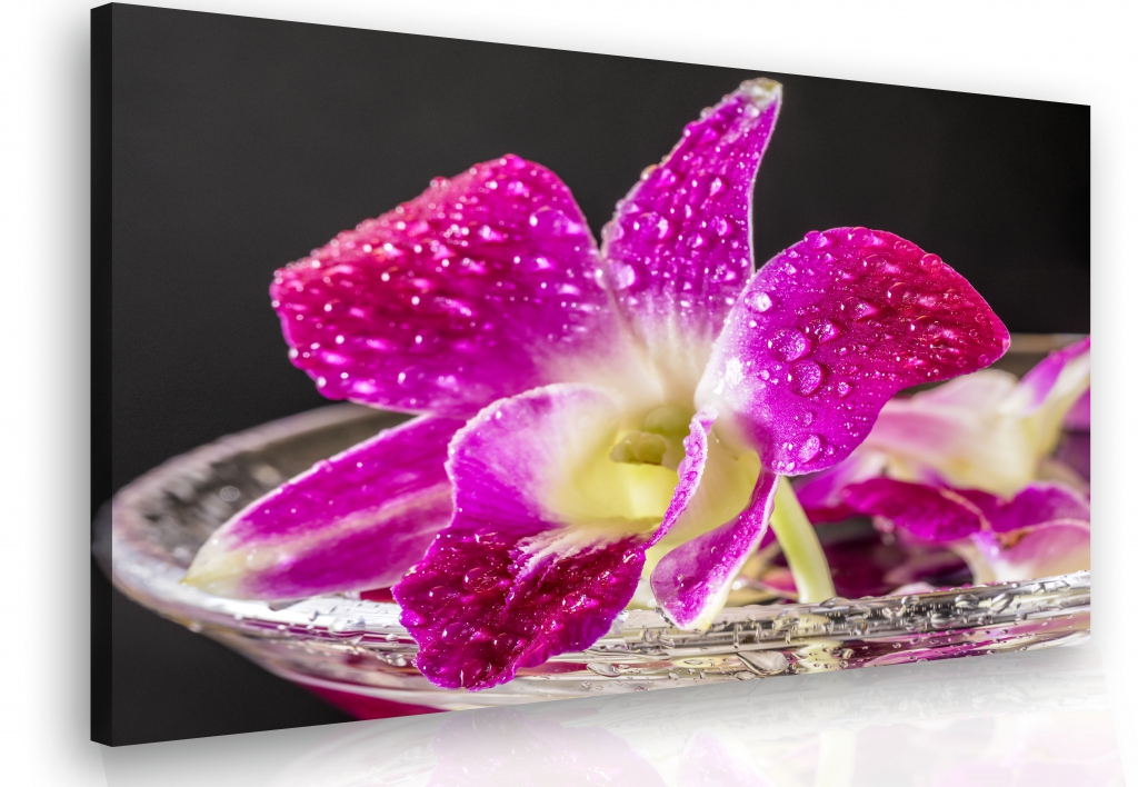 Obraz - orchidej fialová Velikost: 60x40 cm