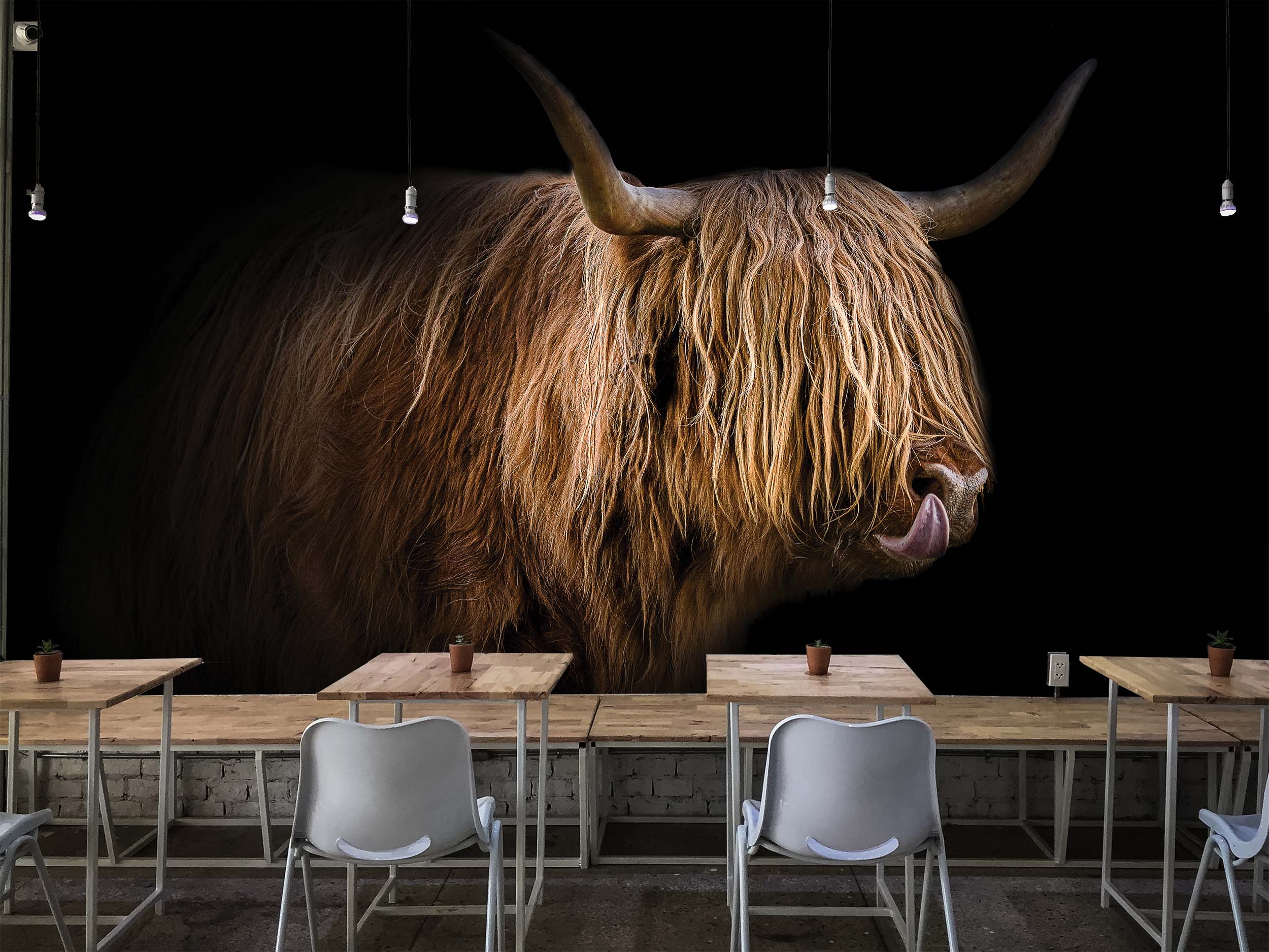 Tapeta Highland Cattle Vel (šířka x výška): 144 x 105 cm