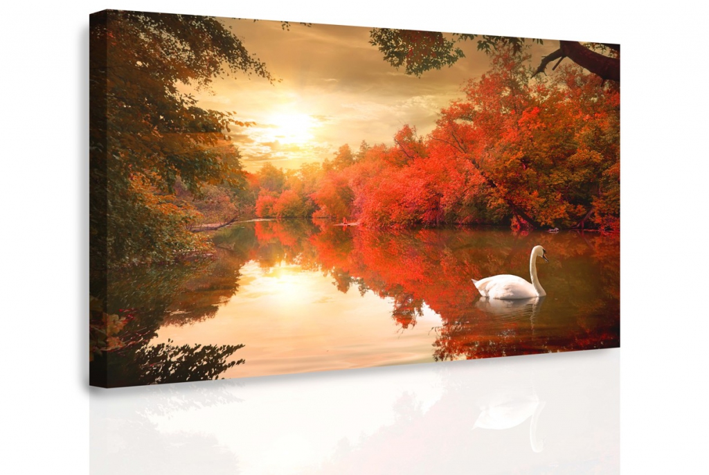 Obraz - Plující labuť Velikost: 90x60 cm