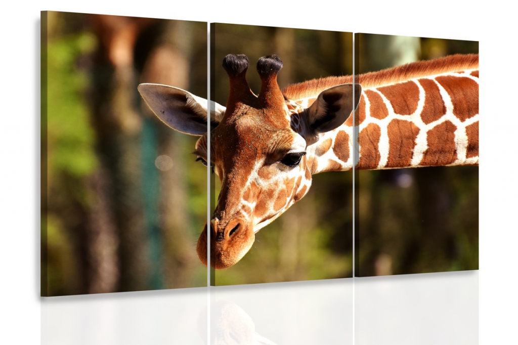 Obraz - Žirafa Velikost: 90x60 cm