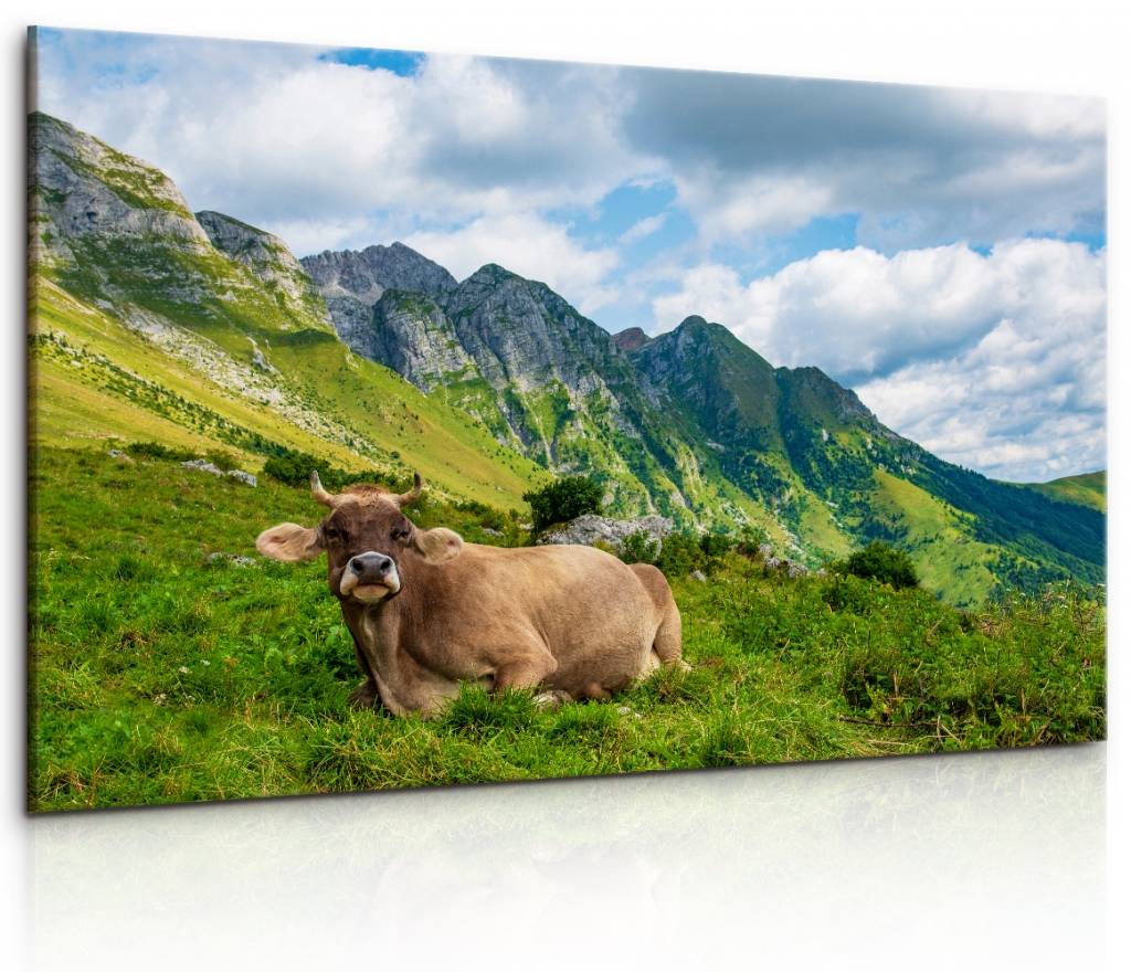 Obraz Alpská kráva Velikost: 120x80 cm