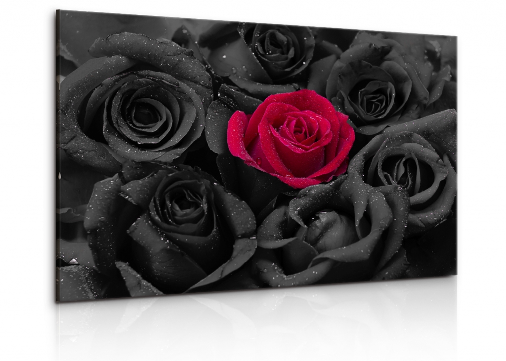 Obraz Černé růže s kapkami vody Velikost: 60x40 cm