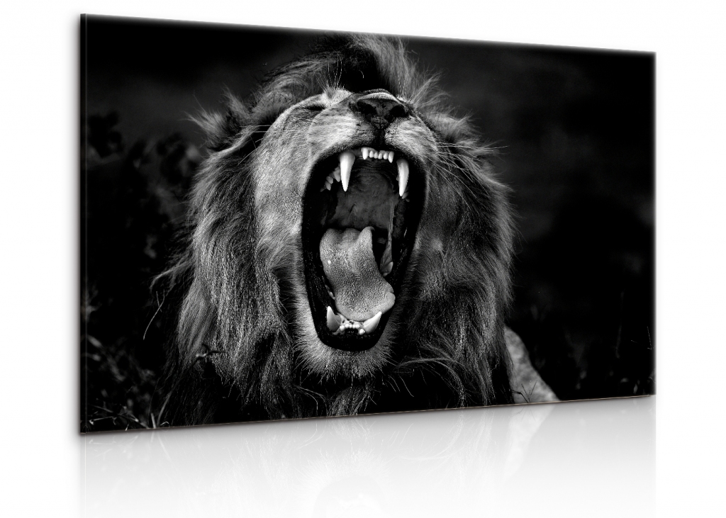 Obraz černobílý královský lev Velikost: 120x80 cm