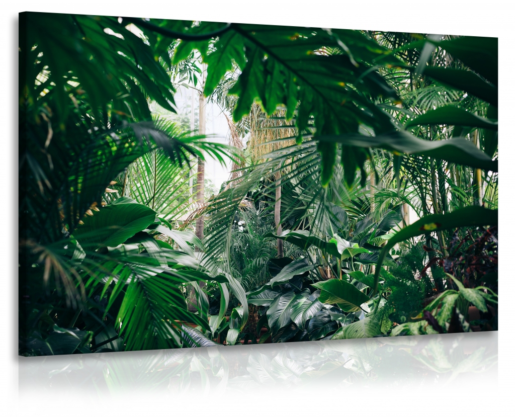 Obraz Domácí džungle Velikost (šířka x výška): 90x60 cm