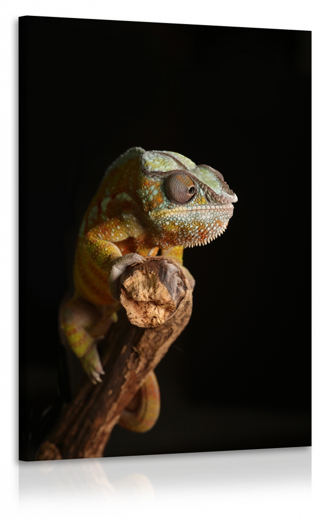 Obraz Chameleon II. Velikost (šířka x výška): 80x120 cm