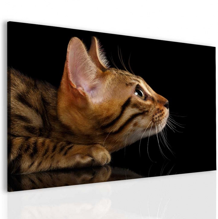 Obraz Kočičí pohled Velikost (šířka x výška): 120x80 cm