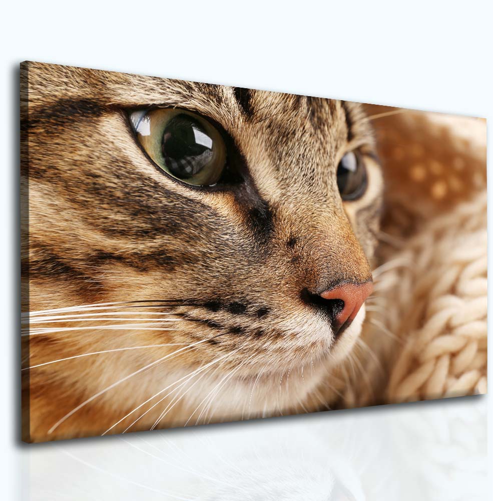 Obraz kočka bengálská Velikost: 120x80 cm