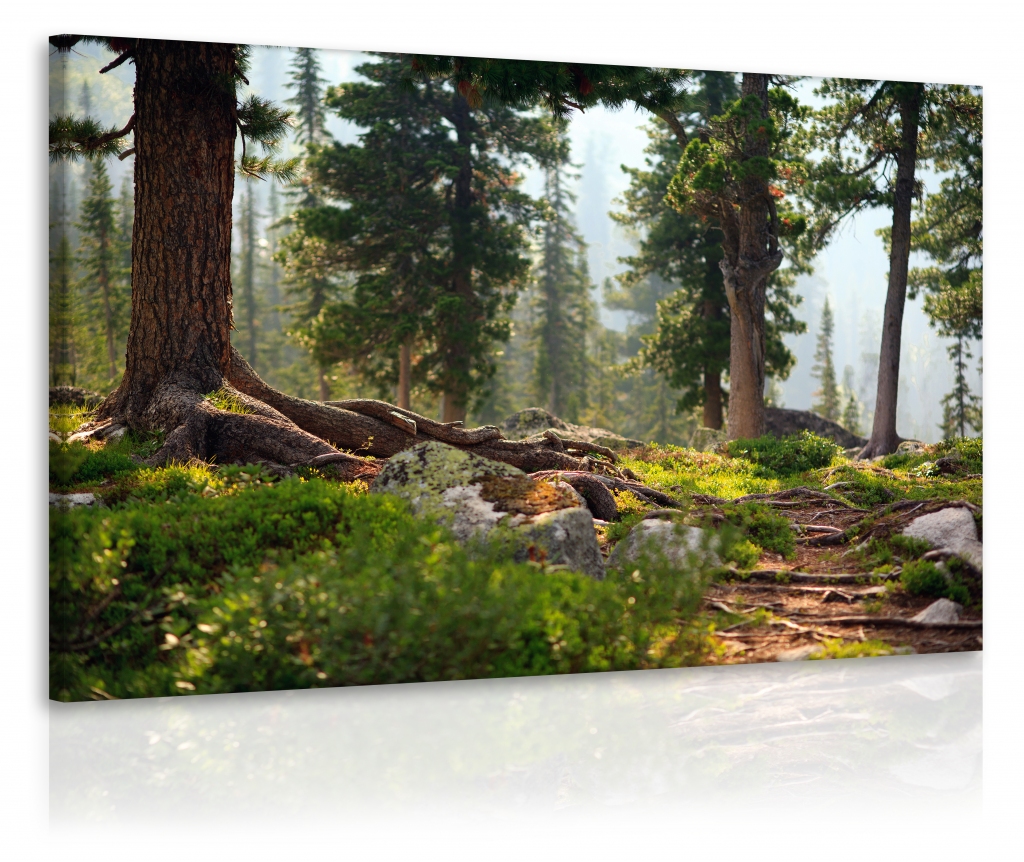 Obraz lesík Velikost (šířka x výška): 120x80 cm