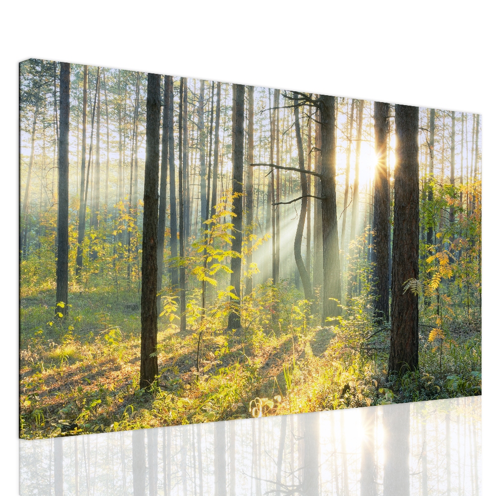 Obraz lesní pohádka Velikost: 120x80 cm