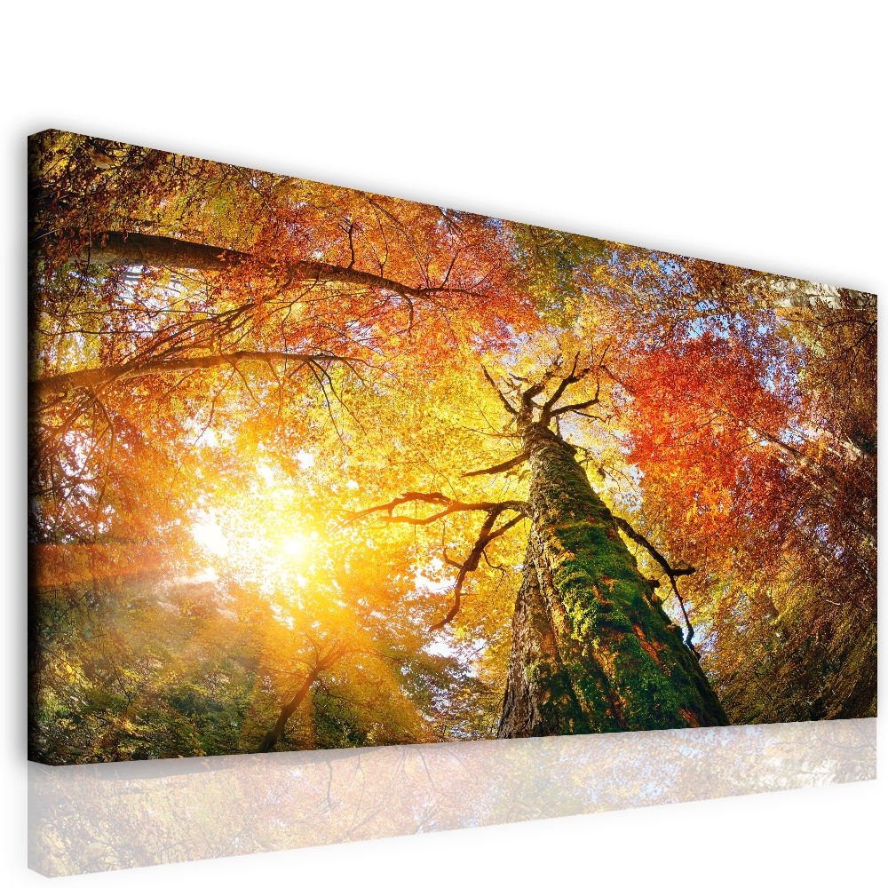 Obraz lesní velikán Velikost: 90x60 cm