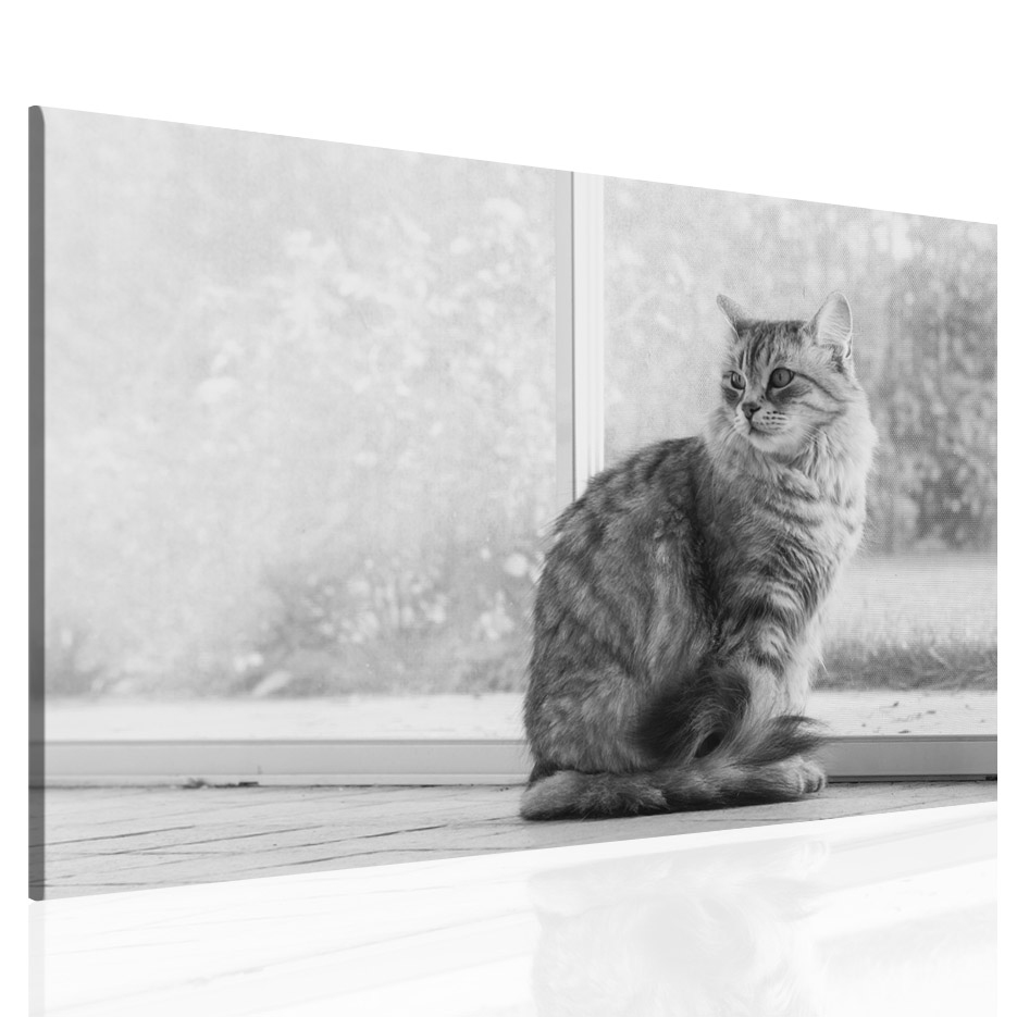 Obraz na plátně Kočka Velikost: 150x100 cm