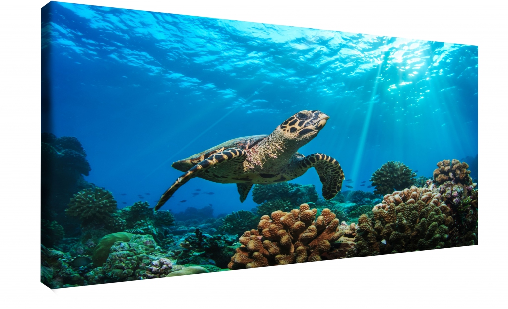 Obraz na stěnu - mořská želva Velikost: 120x80 cm