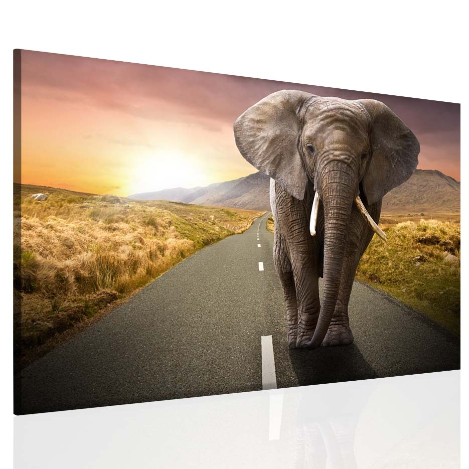 Obraz na stěnu - slon v krajině Velikost: 60x40 cm