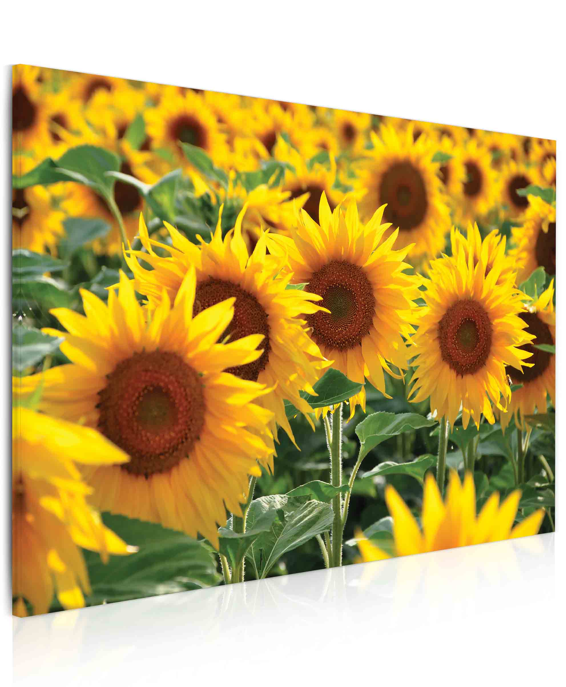 Obraz na stěnu - slunečnice Velikost: 60x40 cm