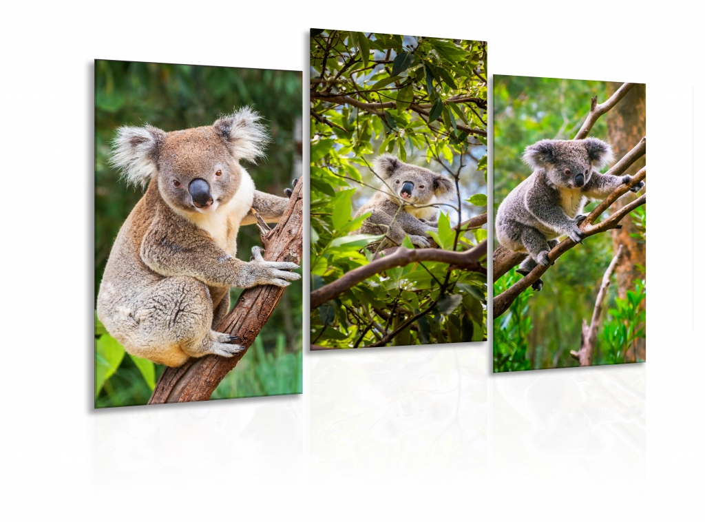 Obraz Pózující koaly Velikost: 150x100 cm