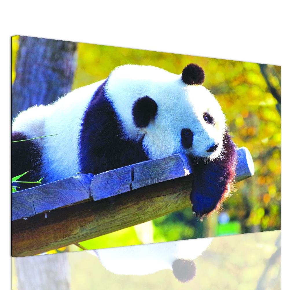 Obraz roztomilá panda Velikost: 90x60 cm