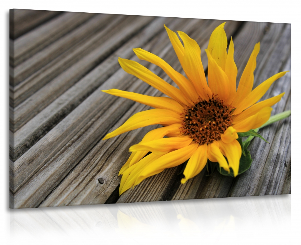 Obraz Slunečnice - dřevo Velikost (šířka x výška): 90x60 cm