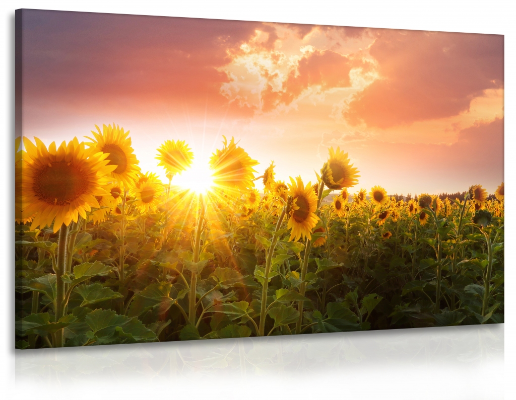 Obraz Slunečnice při západu slunce Velikost (šířka x výška): 120x80 cm