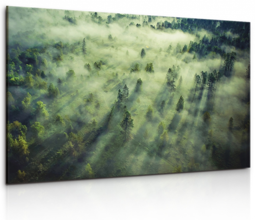 Obraz tajemný les plný mlhy Velikost: 150x100 cm