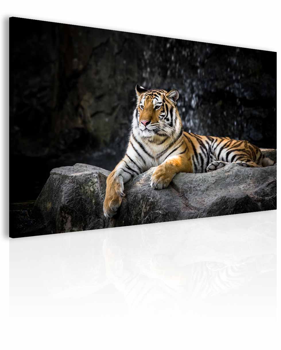 Obraz tygří důstojnost Velikost (šířka x výška): 150x100 cm