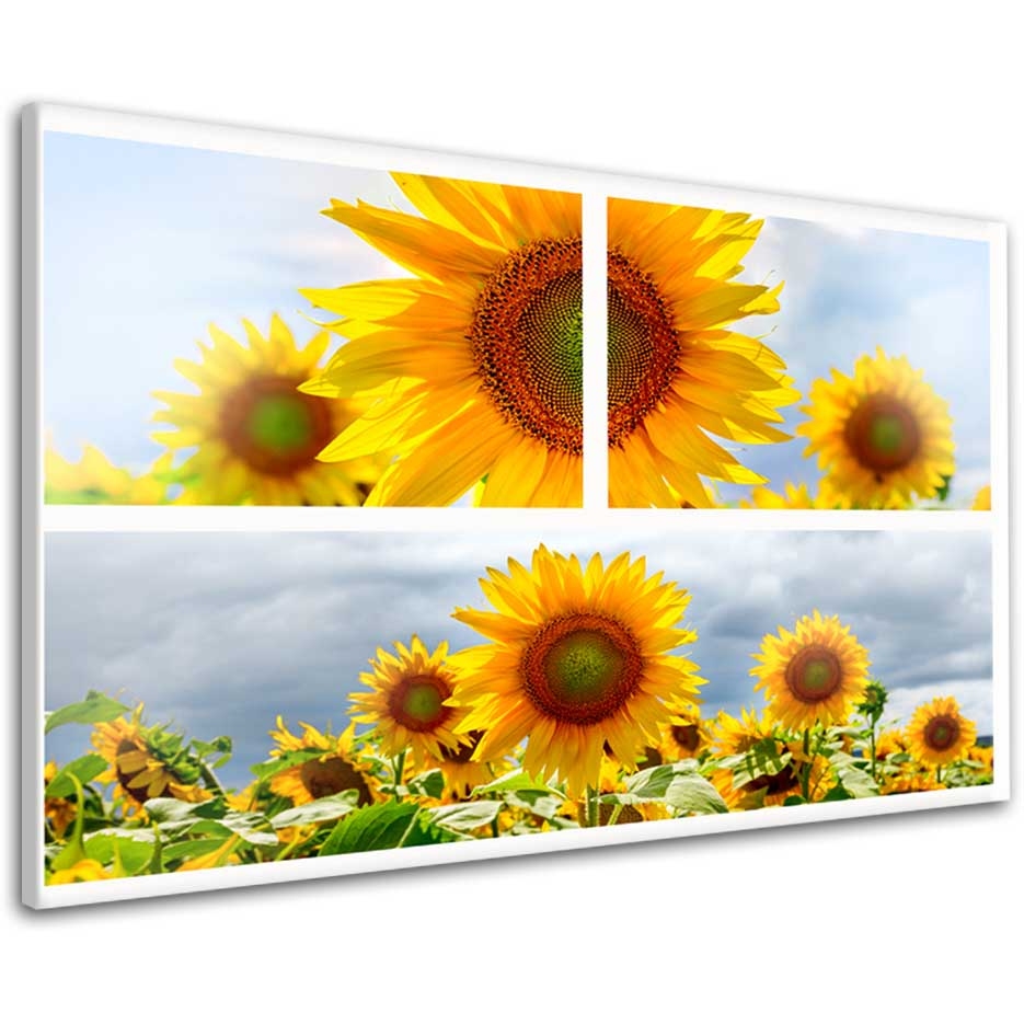 Obraz zářivá slunečnice Velikost: 120x90 cm