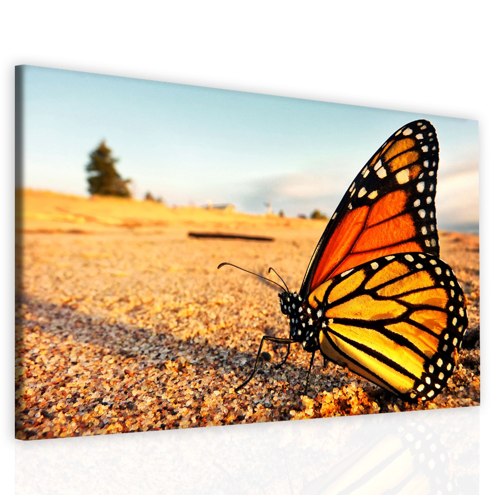 Obraz žlutý motýl Velikost: 150x100 cm
