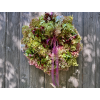 Hortenzie vícebarevné - 50 cm