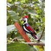 The Persistent Pileated Woodpecker Erstwilder Brooch