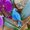 Glaucous Macaw Erstwilder Brooch