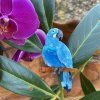 Glaucous Macaw Erstwilder Brooch