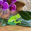 Buckley’s Giant Glass Frog Erstwilder Brooch