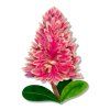 BHEM107 Pink Mulla Mulla Brooch 1