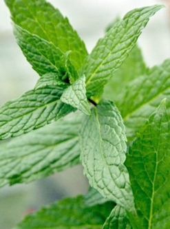 stevia