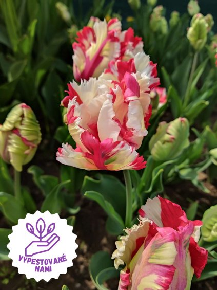 Tulipán Estella 1