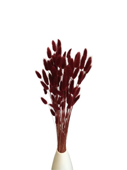 lagurus bordovy 1