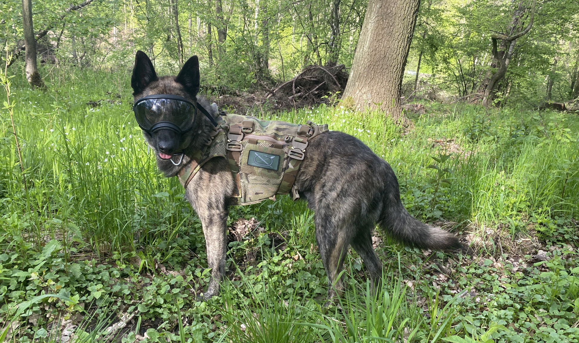 RECENZE: Rex Specs brýle pro psa - módní doplněk, nebo skutečná ochrana očí?