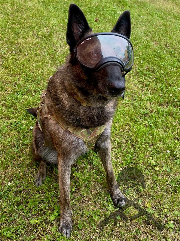 Pes s brýlemi Rex Specs