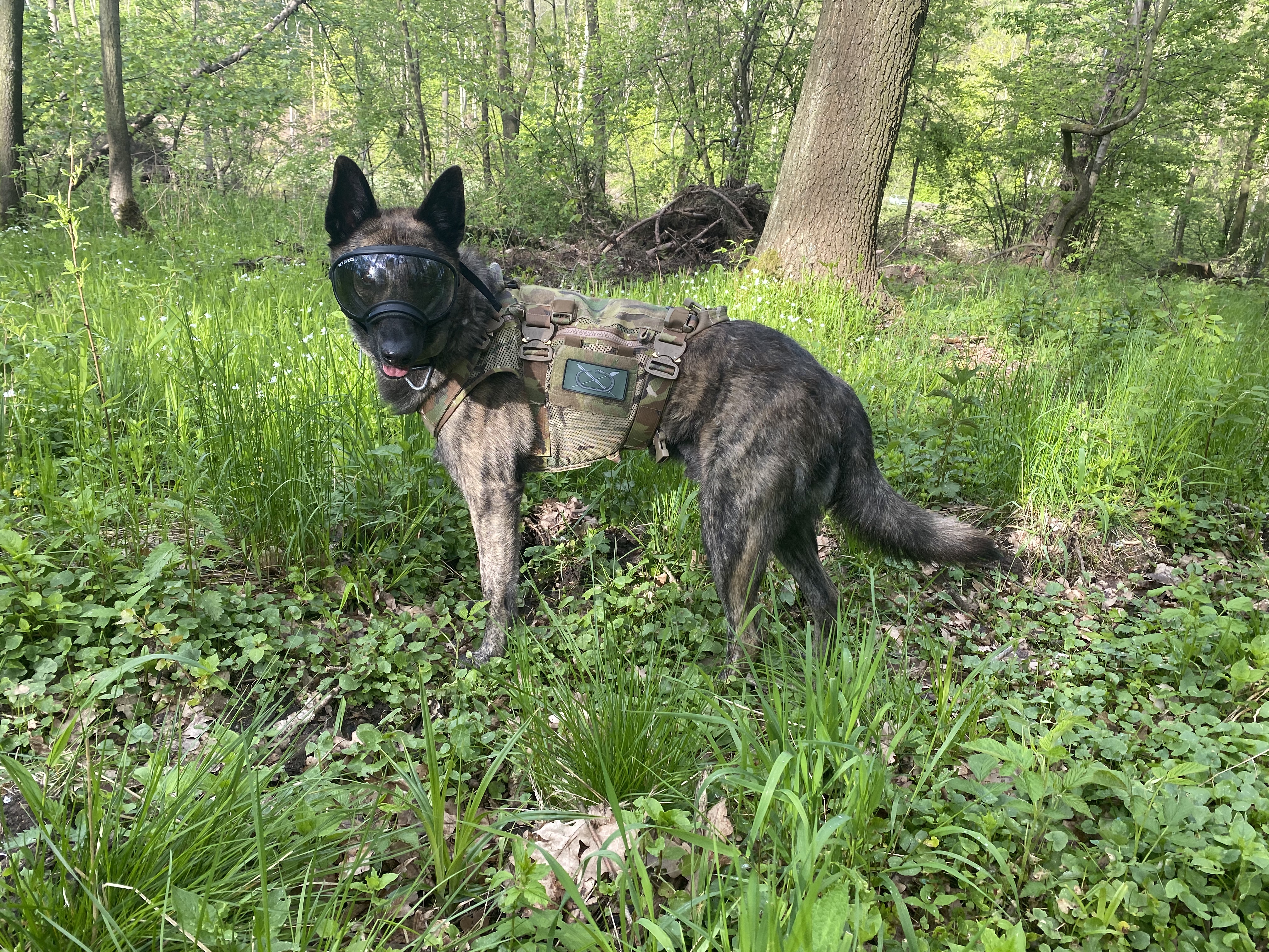 Pes s brýlemi Rex Specs v terénu