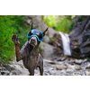 hundebrille rex specs neonblau