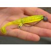 Reiva Offset Worm