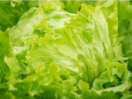 salad 3502149 1280