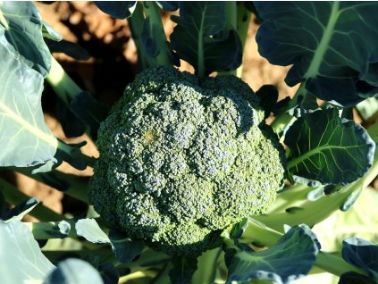 broccoli 992710 1280