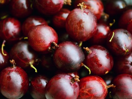 gooseberries 2545338 1280