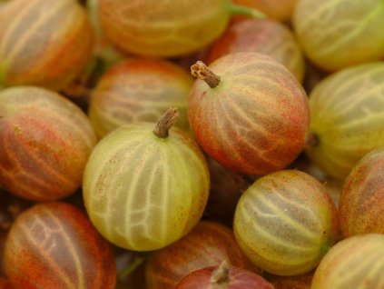 gooseberry 3480623 1280