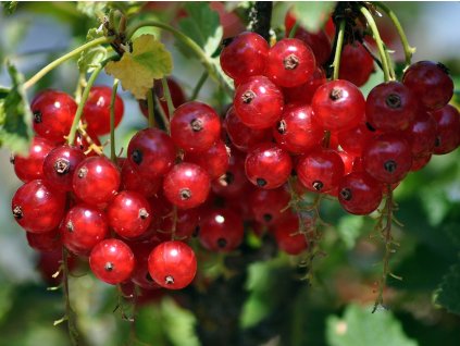 redcurrants 7337364 1280