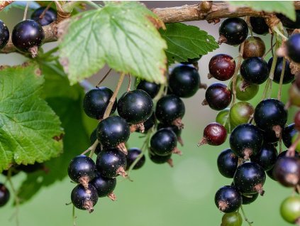 currant 896233 1280