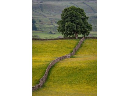 shawhank tree